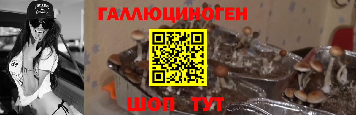 Псилоцибиновые грибы GOLDEN TEACHER  купить наркоту  Темрюк  Псилоцибиновые грибы Magic Shrooms 